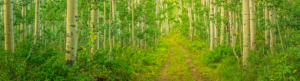 Aspen Panorama