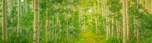 Aspen Panorama