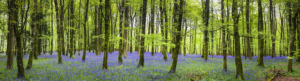 Forest with Lavendar