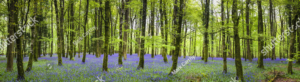 Forest with lavendar